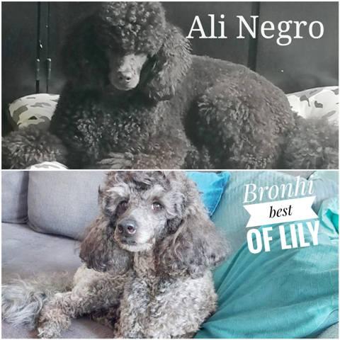 Щенки среднего пуделя — фото 4